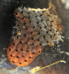 Watersipora cucullata
