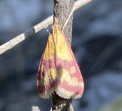 Pyrausta sanguinalis