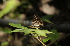 Dodona formosana