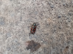 Astylus bourgeoisi