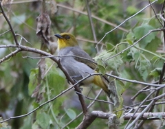 Pycnonotus xantholaemus