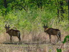 Alcelaphus buselaphus lichtensteinii