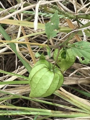 Physalis longifolia subglabrata