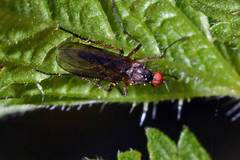 Rhamphomyia variabilis