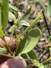 Deeringothamnus pulchellus