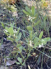 Deeringothamnus pulchellus