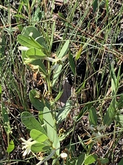 Deeringothamnus pulchellus