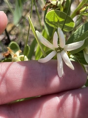 Deeringothamnus pulchellus