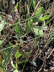 Deeringothamnus pulchellus