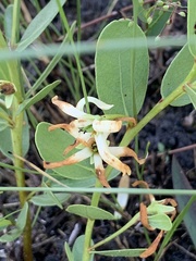 Deeringothamnus pulchellus