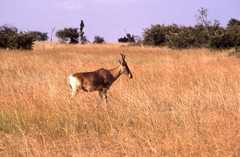 Alcelaphus buselaphus cokii