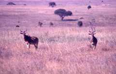 Alcelaphus buselaphus cokii