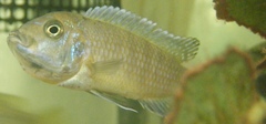 Afra Cichlid photo 3