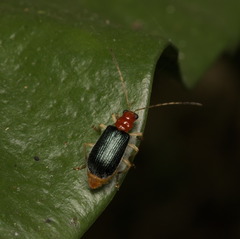 Trichobalya bowringii