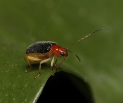 Trichobalya bowringii