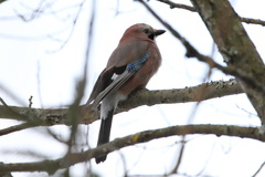 Garrulus glandarius