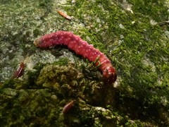 Acronicta increta