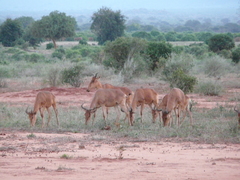 Alcelaphus buselaphus cokii