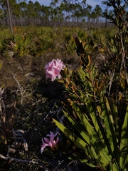 Rhododendron chapmanii