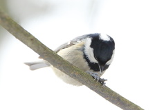 Periparus ater