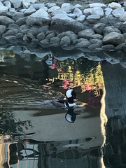 Lophodytes cucullatus