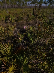 Rhododendron chapmanii
