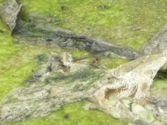 Oxyallagma dissidens