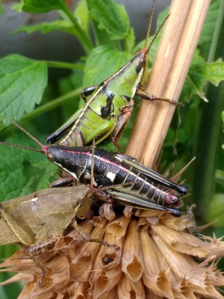 Cornfield Grasshopper