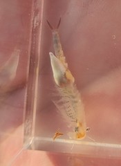 Chirocephalus diaphanus