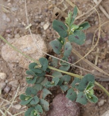 Euphorbia serrula