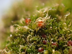 Ephemerum minutissimum