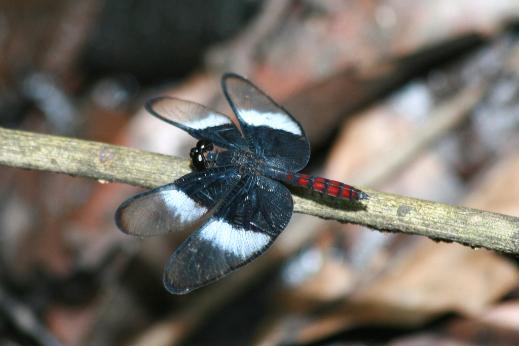 Diastatops dimidiata