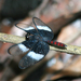 Diastatops dimidiata - Photo 由 G. VIGO 所上傳的 (c) G. VIGO，保留部份權利CC BY-NC