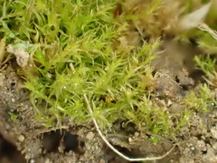 Dicranella staphylina