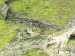 Oxyallagma dissidens