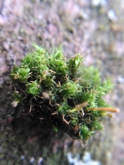 Ulota bruchii