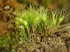 Pleuridium acuminatum