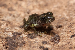 Craugastor yucatanensis