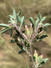 Leobordea divaricata