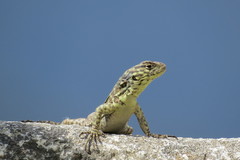 Stenocercus crassicaudatus