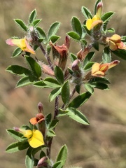 Leobordea divaricata