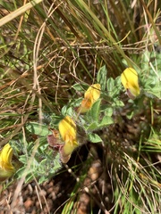 Leobordea divaricata