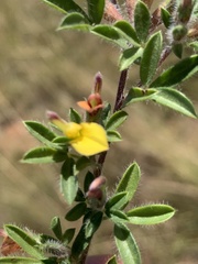 Leobordea divaricata