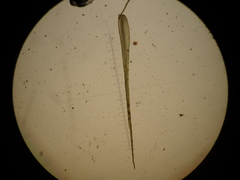 Pleuridium acuminatum