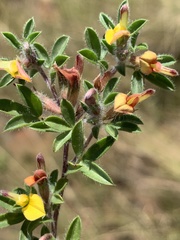 Leobordea divaricata