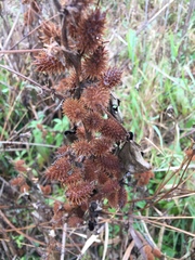 Xanthium strumarium canadense