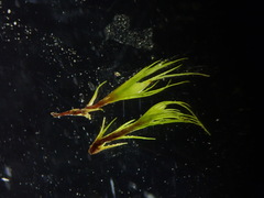 Pleuridium acuminatum