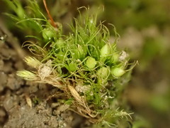 Pleuridium acuminatum