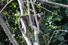 Cercopithecus mitis monoides