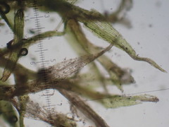 Dicranella staphylina